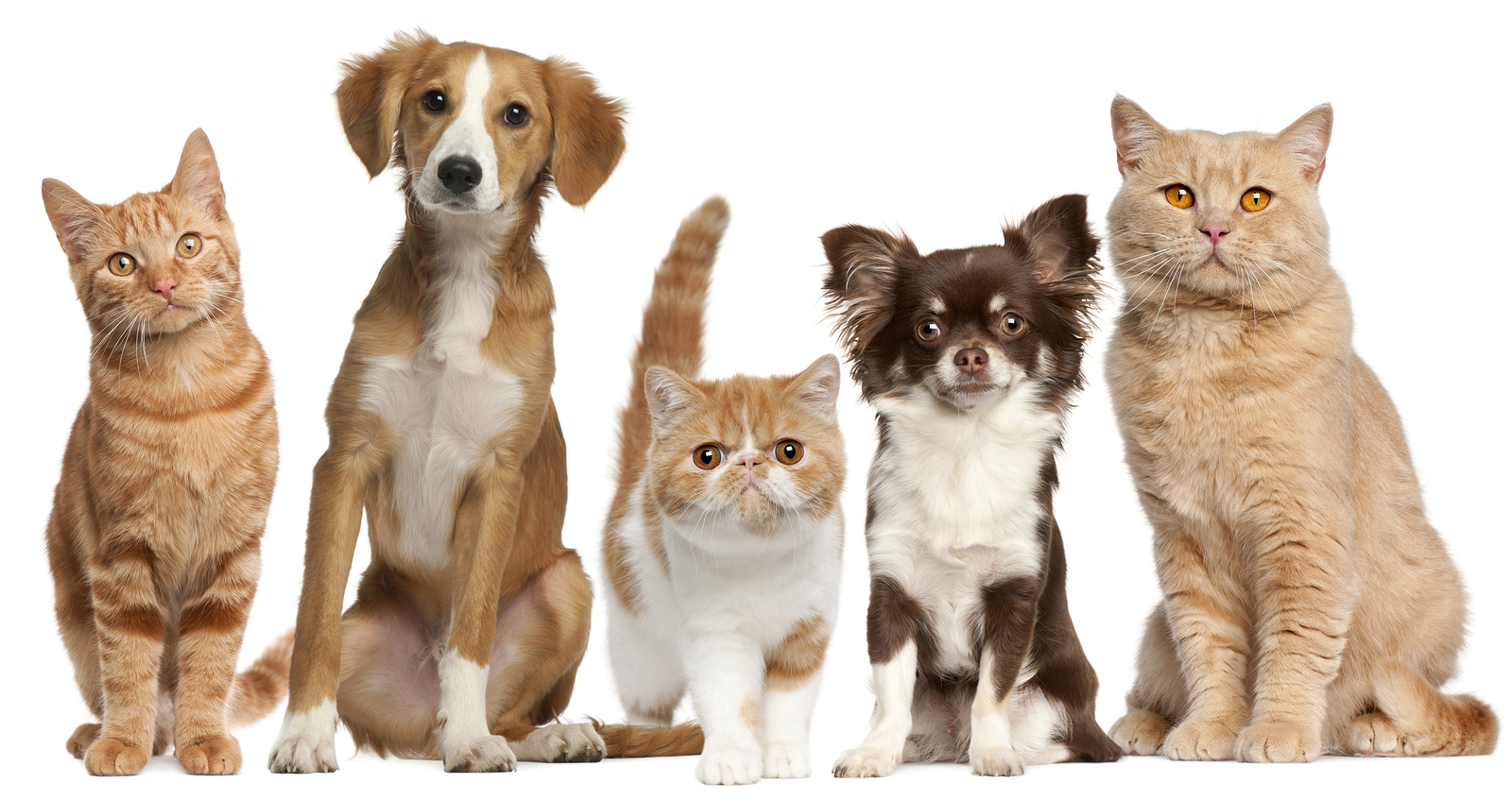 Example of cat recognition